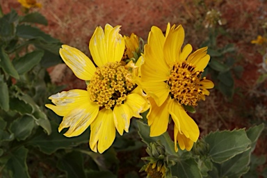 APII jpeg image of Verbesina encelioides  © contact APII