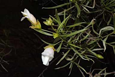 APII jpeg image of Eremophila linsmithii  © contact APII