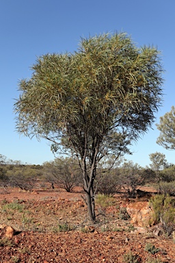 APII jpeg image of Acacia petraea  © contact APII