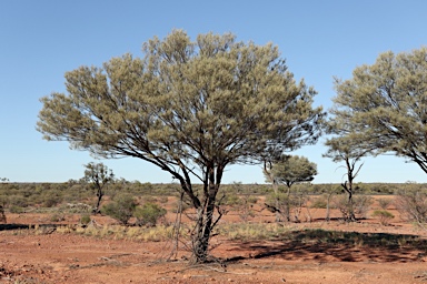 APII jpeg image of Acacia petraea  © contact APII