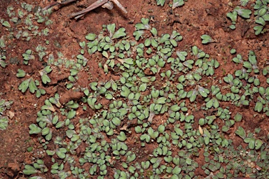 APII jpeg image of Riccia inflexa  © contact APII