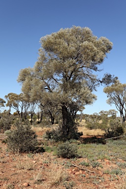 APII jpeg image of Acacia tephrina  © contact APII