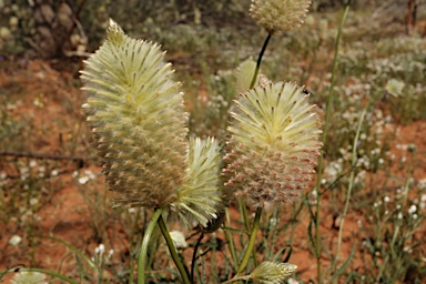 APII jpeg image of Ptilotus xerophilus  © contact APII