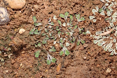 APII jpeg image of Riccia  © contact APII