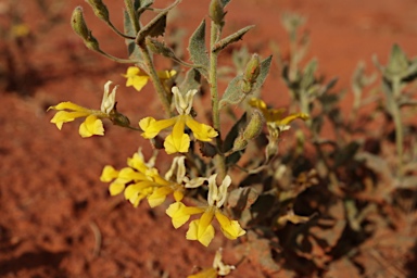 APII jpeg image of Goodenia heterochila  © contact APII
