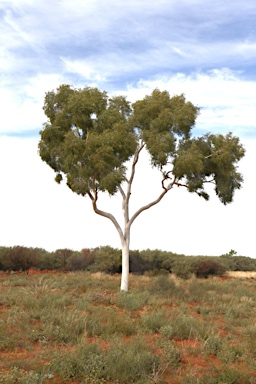 APII jpeg image of Corymbia aparrerinja  © contact APII