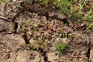 APII jpeg image of Ptilotus murrayi  © contact APII