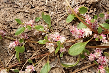 APII jpeg image of Ptilotus murrayi  © contact APII