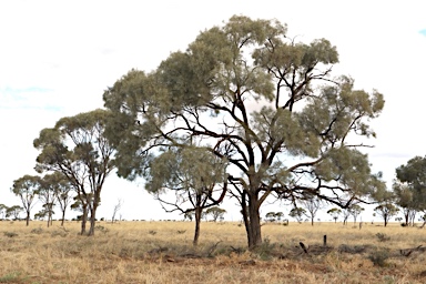 APII jpeg image of Acacia tephrina  © contact APII