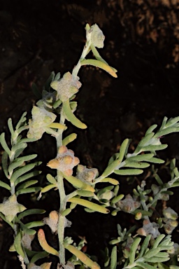 APII jpeg image of Dissocarpus biflorus var. cephalocarpus  © contact APII