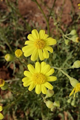 APII jpeg image of Senecio brigalowensis  © contact APII