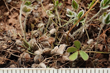 APII jpeg image of Marsilea costulifera  © contact APII