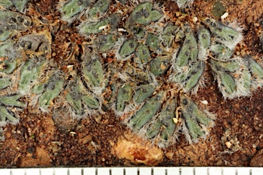 APII jpeg image of Riccia areolata  © contact APII