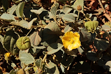 APII jpeg image of Sida platycalyx  © contact APII