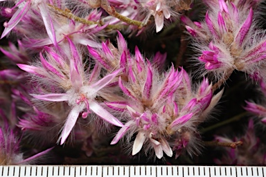 APII jpeg image of Ptilotus remotiflorus  © contact APII