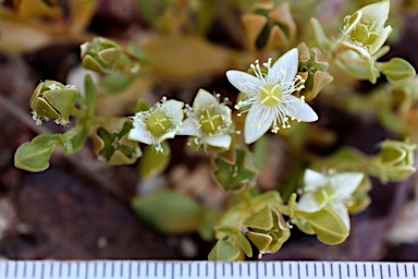 APII jpeg image of Gunniopsis papillata  © contact APII