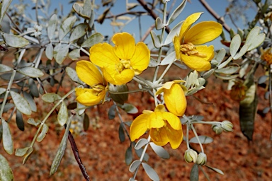 APII jpeg image of Senna glutinosa subsp. pruinosa  © contact APII