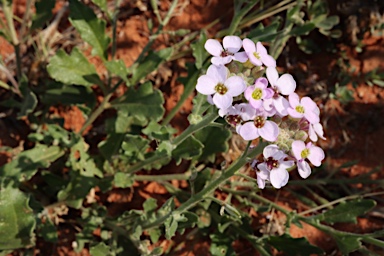 APII jpeg image of Harmsiodoxa blennodioides  © contact APII