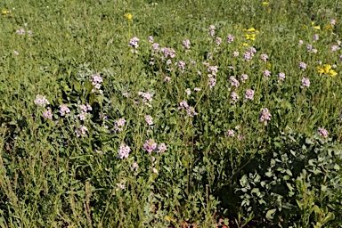 APII jpeg image of Harmsiodoxa puberula  © contact APII