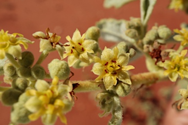 APII jpeg image of Androcalva loxophylla  © contact APII