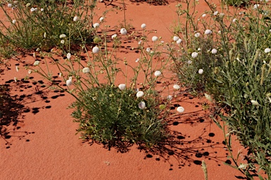 APII jpeg image of Trachymene cyanantha  © contact APII