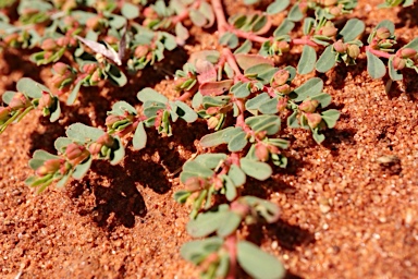 APII jpeg image of Euphorbia porcata  © contact APII