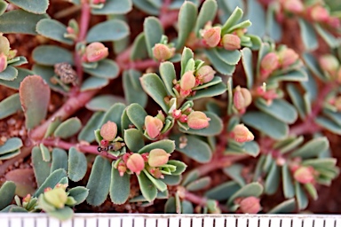 APII jpeg image of Euphorbia porcata  © contact APII