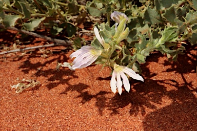 APII jpeg image of Scaevola parvibarbata  © contact APII