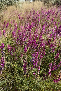 APII jpeg image of Swainsona affinis  © contact APII