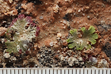 APII jpeg image of Riccia cavernosa  © contact APII