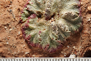 APII jpeg image of Riccia cavernosa  © contact APII