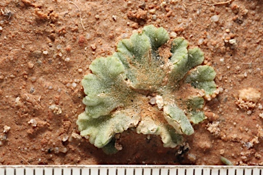 APII jpeg image of Riccia cavernosa  © contact APII