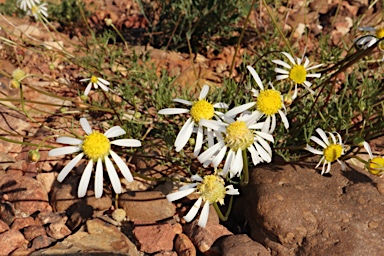 APII jpeg image of Brachyscome eriogona  © contact APII