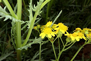 APII jpeg image of Senecio depressicola  © contact APII