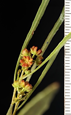 APII jpeg image of Dodonaea viscosa subsp. angusissima  © contact APII