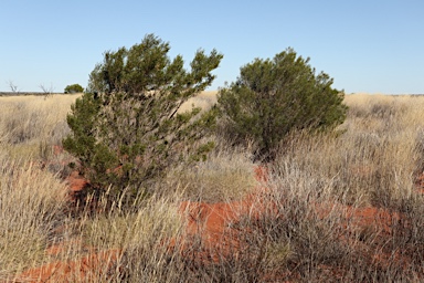APII jpeg image of Dodonaea viscosa subsp. angusissima  © contact APII