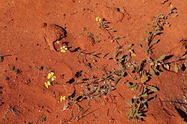 APII jpeg image of Goodenia cycloptera  © contact APII