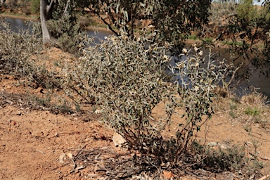 APII jpeg image of Solanum sturtianum  © contact APII