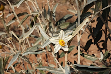 APII jpeg image of Solanum sturtianum  © contact APII