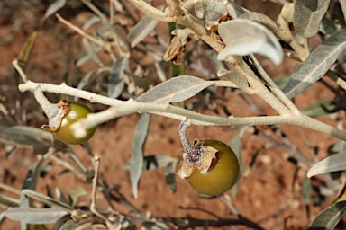 APII jpeg image of Solanum sturtianum  © contact APII