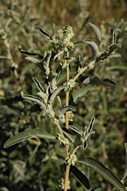 APII jpeg image of Atriplex elachophylla  © contact APII