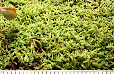 APII jpeg image of Riccia fluitans  © contact APII