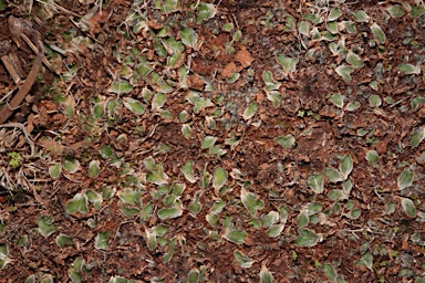 APII jpeg image of Riccia cartilaginosa  © contact APII