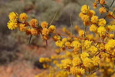 APII jpeg image of Acacia burbidgeae  © contact APII
