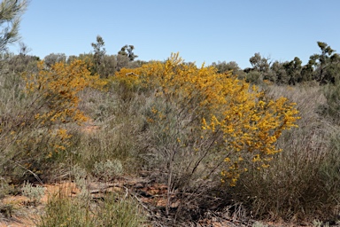 APII jpeg image of Acacia burbidgeae  © contact APII