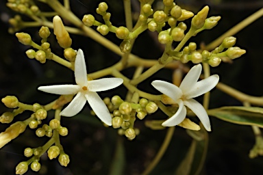 APII jpeg image of Alstonia constricta  © contact APII