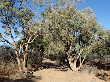 APII jpeg image of Corymbia terminalis  © contact APII