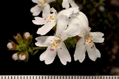 APII jpeg image of Westringia cheelii  © contact APII