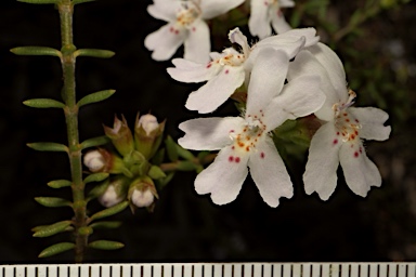 APII jpeg image of Westringia cheelii  © contact APII