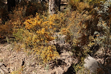 APII jpeg image of Pultenaea microphylla  © contact APII